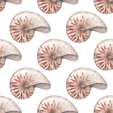 Watercolor seamless pattern with vintage nautilus shells isolated on white background. Marine collection.