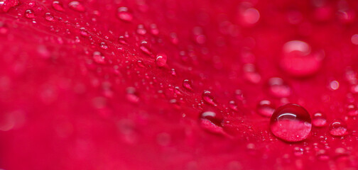 Background of red rose petals with dew drops. Bokeh with light reflection. Macro blurred natural backdrop