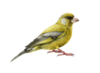 Greenfinch bird realistic watercolor illusrtation. Chloris chloris european avian image. Beautiful greenfinch on white background. Europe small forest songbird. Green finch wildlife animal