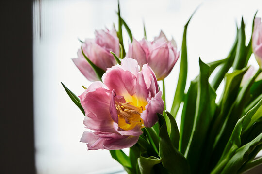 Peony-shaped tulips photo in a bouquet. Macro photo of flowers. Spring and holiday concept, gifts for March 8 international women's day. Front view.