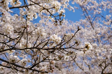 Obraz premium 戸倉キティパークに咲く満開の桜