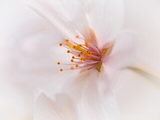 Fototapeta na wymiar 桜の花のクローズアップ写真
