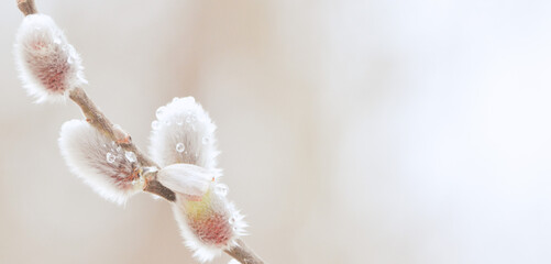 Easter or spring background with fluffy blooming willow twig.