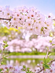 春の公園は満開の桜並木