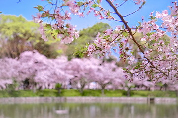 春の公園は満開の桜並木