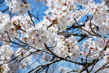 小諸懐古園に咲く満開の桜