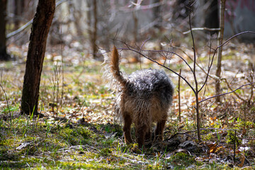 Small dog walking in a forest. Brown fluffy mongrel doggy sniffing bright green moss in a woodland. Selective focus on the details, blurred background.