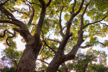 Fototapeta na wymiar 空を覆うように広がる巨木の無数の枝