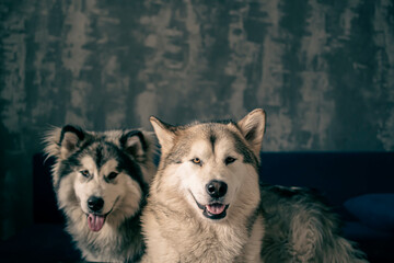Two Malamutes posing on a sofa. Happy dog siblings with friendly smiles, brown eyes, black and grey fluffy fur. Selective focus on the details, blurred background.
