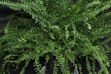 Green fern on a black isolated background, a houseplant in a small pot