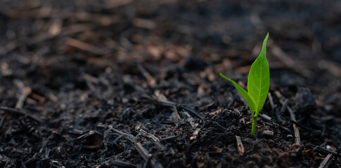 Close-up photo of a small sapling. The seedlings grow under the ash area after the fire. Conservation of the environment. World Environment Day.
