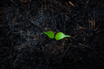 Close-up photo of a small sapling. The seedlings grow under the ash area after the fire. Conservation of the environment. World Environment Day.