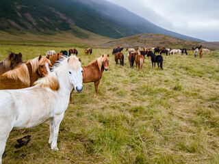 Fototapeta premium Aerial view of the magnificent Icelandic Horses - wild stallions