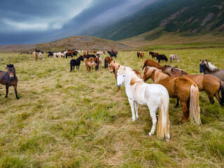 Aerial view of the magnificent Icelandic Horses - wild stallions