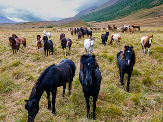 Aerial view of the magnificent Icelandic Horses - wild stallions