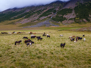 Aerial view of the magnificent Icelandic Horses - wild stallions