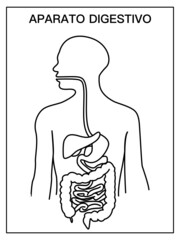 Diagram of the digestive system, in black and white, school diagram without  names