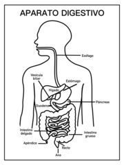 Diagram of the digestive system, in black and white, school diagram with names