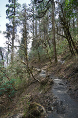 Natural landscape of rocky trail steps and trekking pathway among green forest jungle park