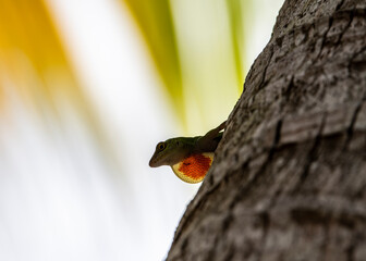 gecko sits on a branch in a hunter's pose and looks around in the Dominican Republic 