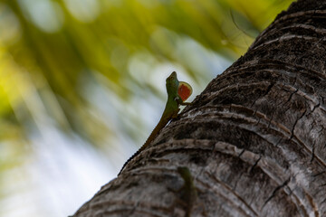gecko sits on a branch in a hunter's pose and looks around in the Dominican Republic 