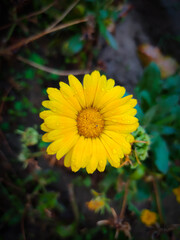 beautiful yellow gerbera with natural view backgrounds selective focus images.