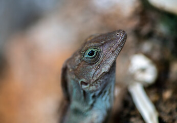 gecko sits on a branch in a hunter's pose and looks around in the Dominican Republic 