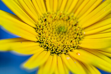 Buphthalmum salicifolium flower in mountains, close up shoot	