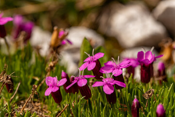 Silene acaulis flower growing in mountains