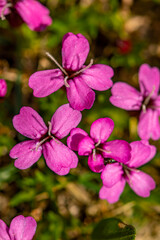 Fototapeta premium Silene acaulis flower in mountains, close up shoot 