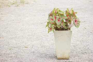  Caladium bicolor
