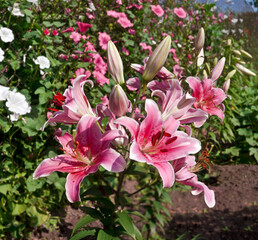 Oriental Hybrid Lily (Lilium hybridum) in garden