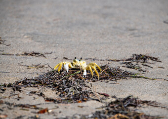 yellow crab collects food on the beach at low tide