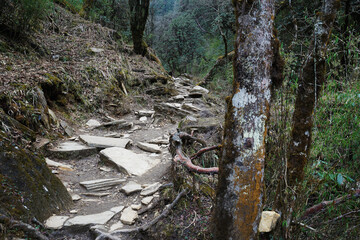 Natural landscape of rocky trail steps and trekking pathway among green forest jungle park