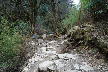 Natural landscape of rocky trail steps and trekking pathway among green forest jungle park