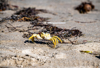 yellow crab collects food on the beach at low tide