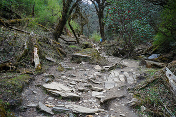 Natural landscape of rocky trail steps and trekking pathway among green forest jungle park
