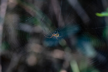 A spider prepares a web for prey in the forest of the Dominican Republic