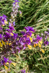 Wood Cow-wheat (Melampyrum nemorosum) in meadow