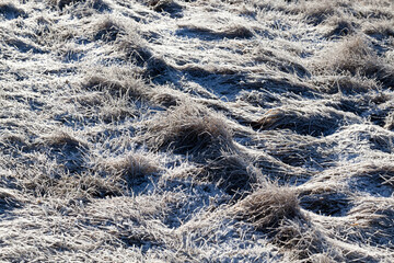 grass covered with ice and frost in the winter season