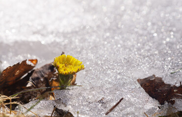 The first spring flowers.Primroses among snow and ice .Mother-and-stepmother flower (Tussilago) in early spring. The thaw and the mother-and-stepmother flower.
