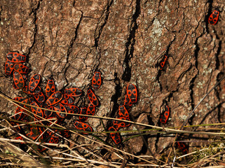 Red Soldier Bugs (Pyrrhocoris apterus) on a wooden background. A group of red beetles basking in the sun. Bedbugs-soldiers wake up after a winter sleep.