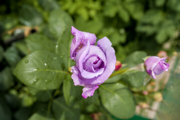 Garden Rose (Rosa hybrida) in garden