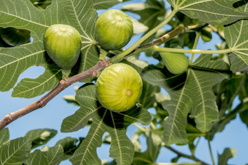 Common Fig (Ficus carica) in orchard, Republic of Dagestan