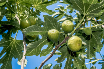 Common Fig (Ficus carica) in orchard, Republic of Dagestan