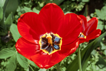 Fototapeta premium Single Early Tulip (Tulipa hybrida) in park