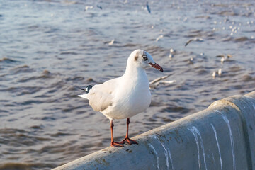 The eyes and gray feather from white seagull