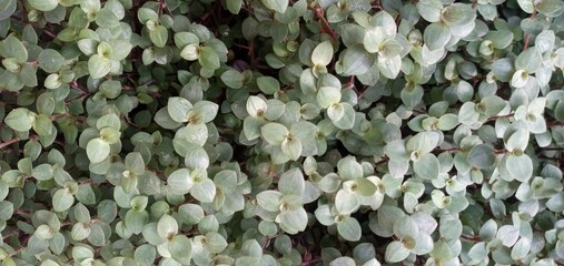 close up of leaves