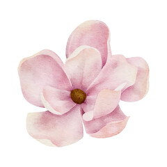 watercolor magnolia botanical natural element on white background illustration vector © Gunyanut