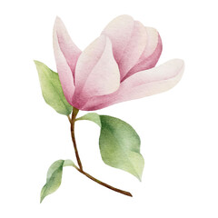 watercolor magnolia botanical natural element on white background illustration vector © Gunyanut